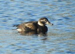 Long Tailed Duck