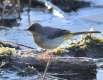 Grey Wagtail