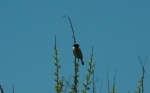 Male Stonechat