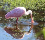 Roseate Spoonbill