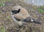Desert Wheatear.JPG