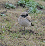 Desert Wheatear_03.JPG