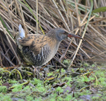 Water Rail_08.JPG