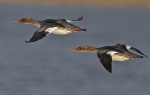 Red breasted merganser - Mergus serrator (females)
