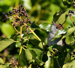 Blackcap_02.JPG
