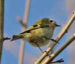 Goldcrest.JPG
