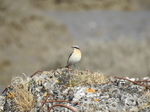 Wheatear