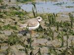 Ringed Plover