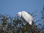 Little Egret