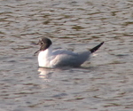 Bonaparte's Gull