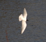 Bonaparte's Gull