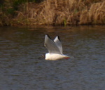 Bonaparte's Gull