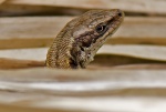 Common lizard - Lacerta vivipara