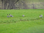 Pink-Footed Geese