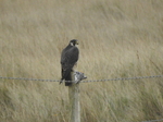 Peregrine