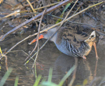 Water Rail.JPG