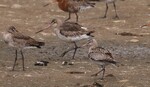 Bar-tailed Godwit