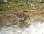 Pectoral Sandpiper WWT Llanelli 10 May Digi-scoped by John Davis