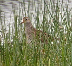 Pectoral Sandpiper