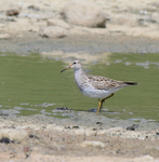 Pectoral Sandpiper_02.JPG