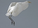 Great white egret - Egretta alba