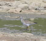 Pectoral Sandpiper_03.JPG