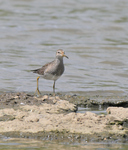 Pectoral Sandpiper_04.JPG