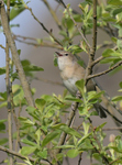 Garden Warbler.JPG