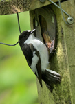 Pied Flycatcher.JPG