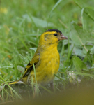 Siskin.JPG