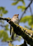 Spotted Flycatcher.JPG