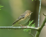 Tree Pipit_01.JPG