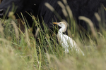 Cattle Egret