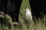 Cattle Egret