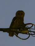 Tawny Owl