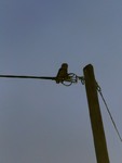 Tawny Owl