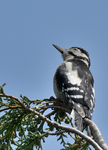 Great Spotted Woodpecker_03.JPG