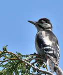 Great Spotted Woodpecker_05.JPG