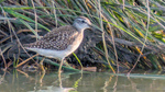 Wood Sandpiper