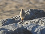 Black Redstart