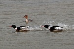 Red breasted merganser