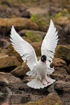 Mediterranean gull