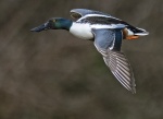 Shoveler - Anas clypeata