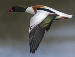 Shelduck - Tadorna tadorna