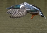 Shoveler - Anas clypeata