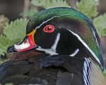 American Wood Duck - Aix sponsa