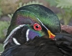 American Wood Duck - Aix sponsa