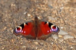 Peacock butterfly