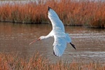 Spoonbilll
