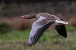 greylag goose